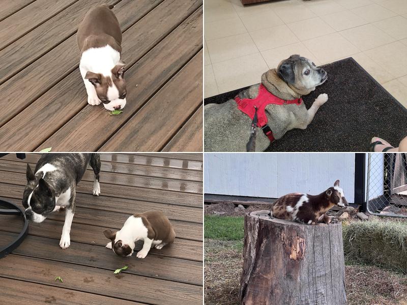 Pumpkin Hill Veterinary Clinic