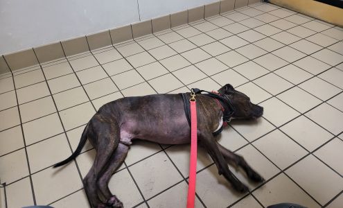 Perry Veterinary Clinic Perry