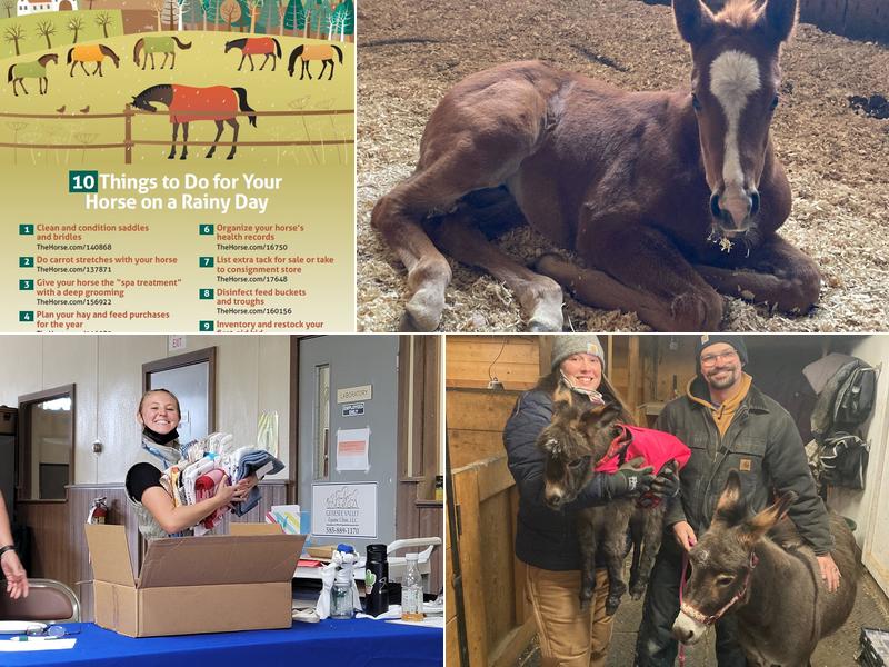 Genesee Valley Equine Clinic: Leibeck Amy R DVM