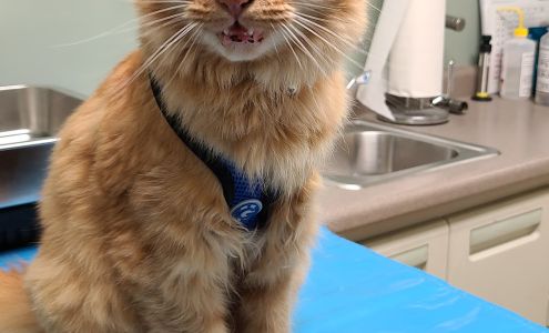 York Animal Hospital