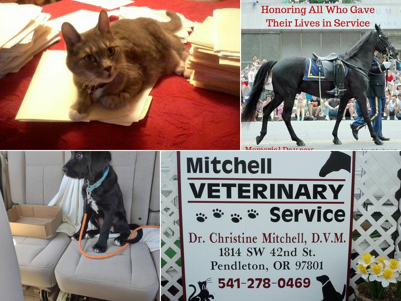 Mitchell Veterinary Services