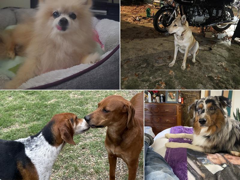 Oklahoma Vet Med., Mcalester, OK-74501