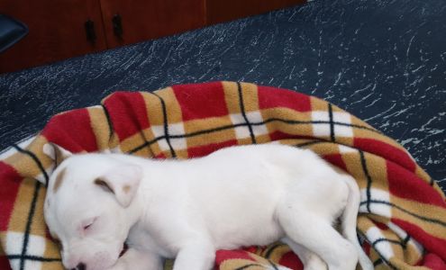 Wynn Animal Hospital Krebs