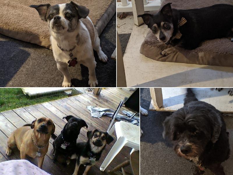 Daisy Hill Veterinary Services