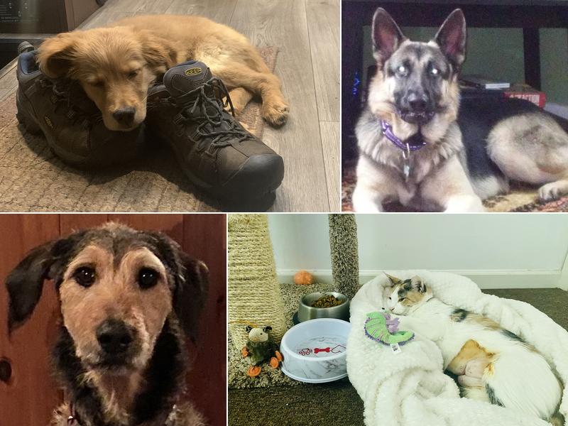 Dr Nathan's Veterinary Clinic