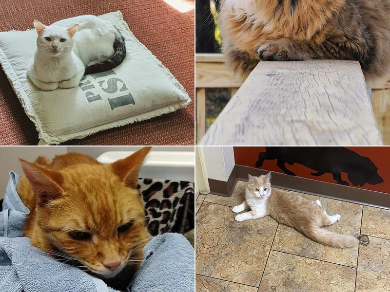 Honeoye Falls Veterinary Hospital