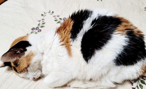 Wright Veterinary Hospital 55 US-70, Glenwood Arkansas 71943