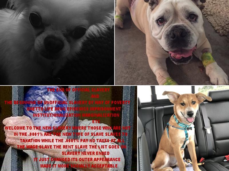 Martin Michael S DVM