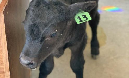 Juniper Large Animal Mobile 22539 OR-140, Dairy Oregon 97625