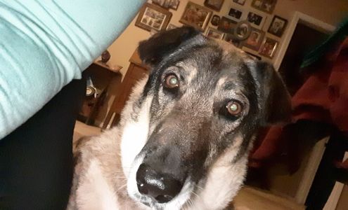 South grand veterinary clinic Cleora