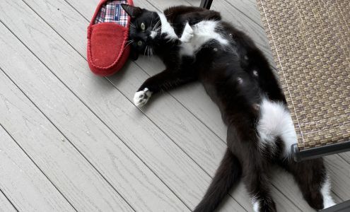 Second Chance Animal Center Arlington