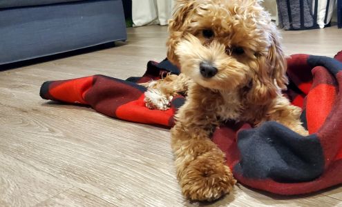 Burnham Park Animal Hospital