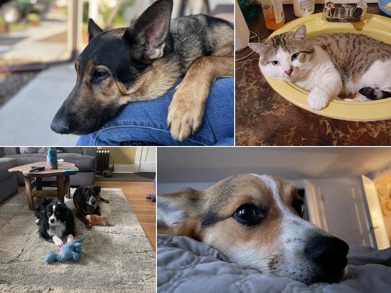 Gem Veterinary Clinic