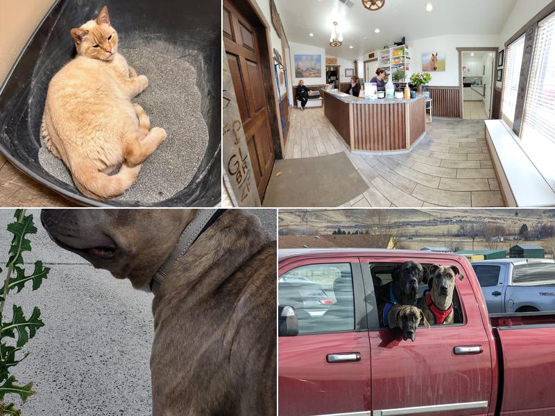 Animal Medical Center Emmett ID