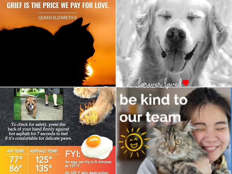 Mosson Clifford F DVM