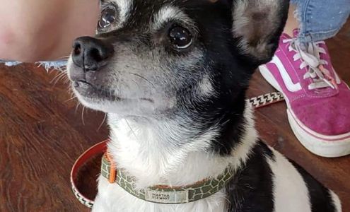 Chessie Lane Animal Hospital Ottawa