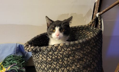 Versailles Veterinary Clinic 1311 W Newton St, Versailles Missouri 65084