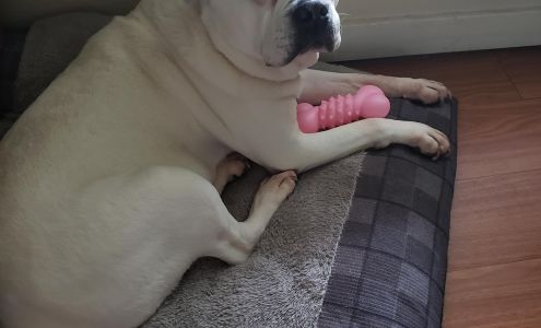 DR. BECKEY HOLIFIELD, BIO 27084 U.S. Hwy 51, Crystal Springs Mississippi 39059