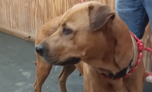 All About Animals Vet Clinic 27084 US-51, Crystal Springs Mississippi 39059