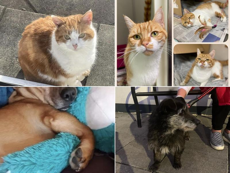 Minnequa Veterinary Cottage