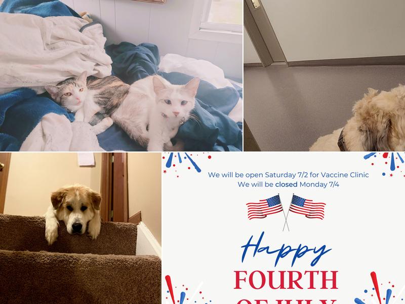 Low Cost Spay Neuter Clinic