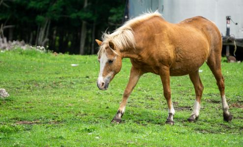 Downeast Equine and Large Animal Sanctuary 460 Hatchery Rd, Deblois Maine 04622