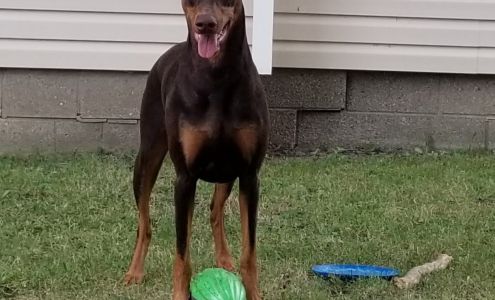 Geiger Veterinary Clinic Croswell