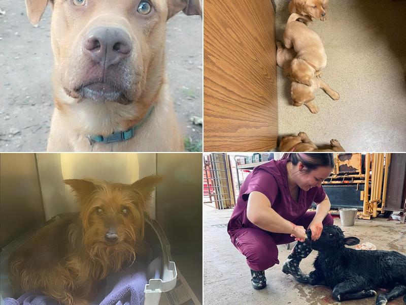 Winfield Veterinary Hospital: Warren R Kip DVM