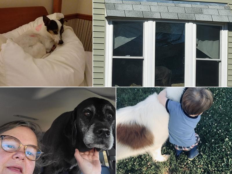 Horse And Hound Veterinary Services