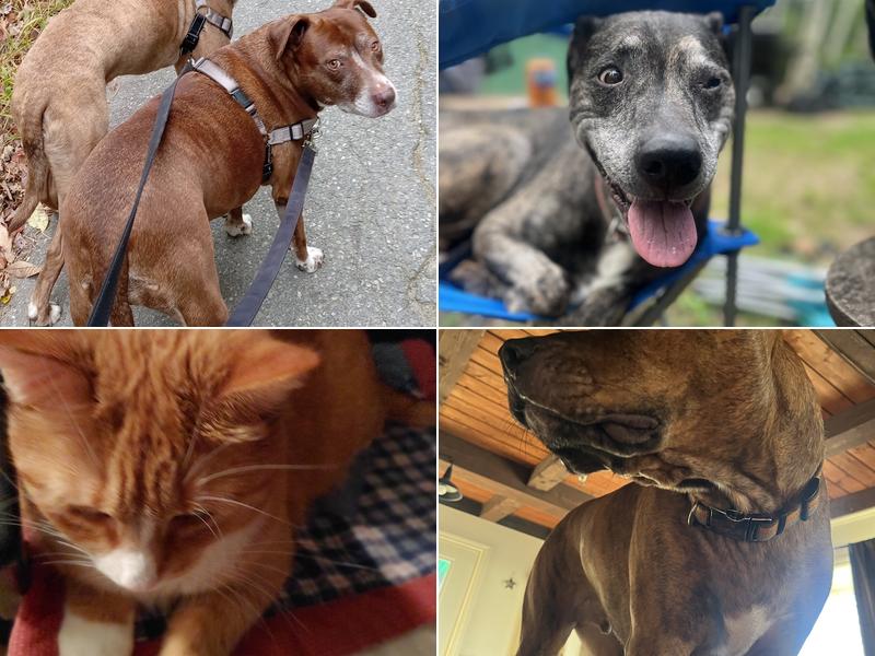 All Creatures Veterinary Hospital