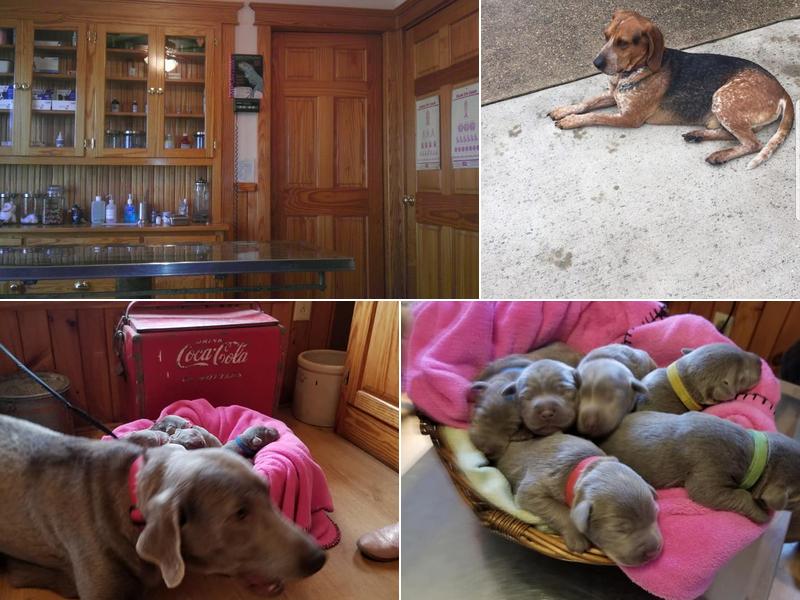 Raphine Animal Clinic