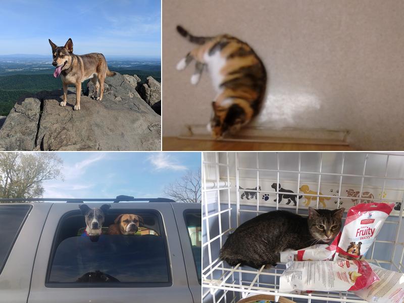 Animal Hospital of Stuarts Draft