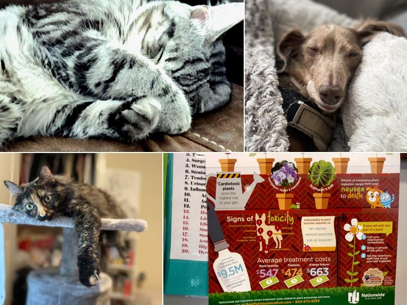 Alton Veterinary Clinic