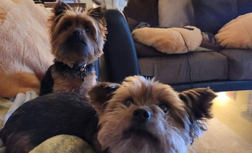 Animal Emergency-Critical Care: Barchard Adrienne DVM