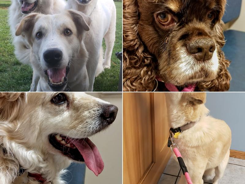 Arenac-Bay Veterinary Services