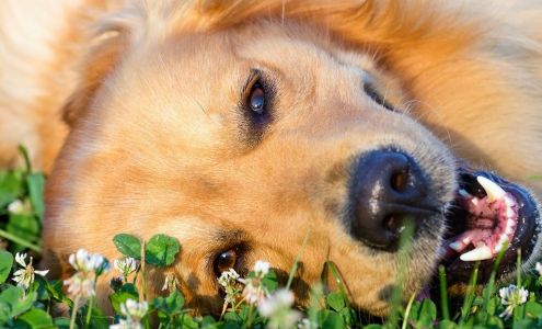 Country View Animal Clinic Cedar Hill