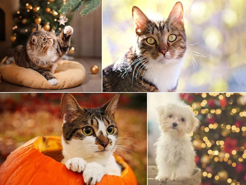 Dickman Road Veterinary Clinic: Ellis Gary M DVM