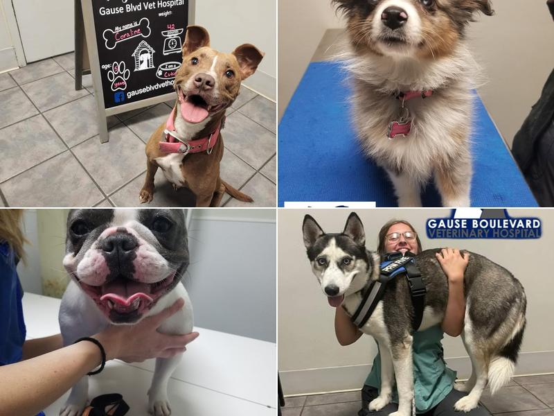 Gause Boulevard Veterinary Hospital