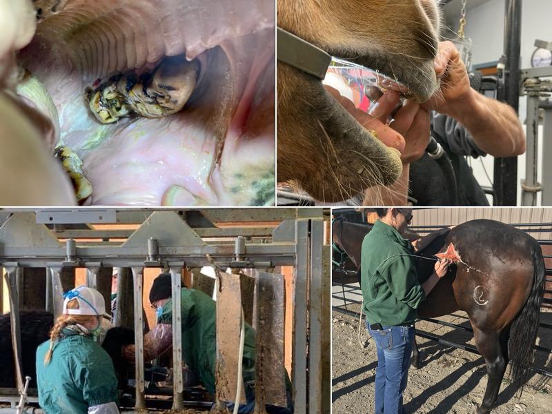 Chuteside Veterinary Services