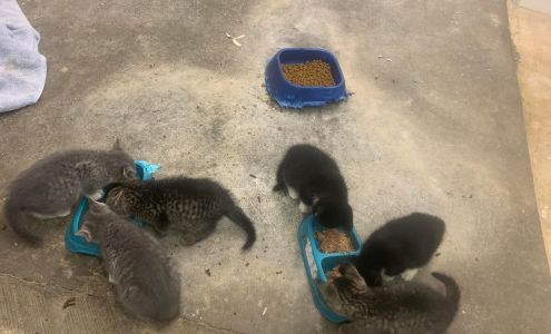 Valley Veterinary Clinic Deer Lodge