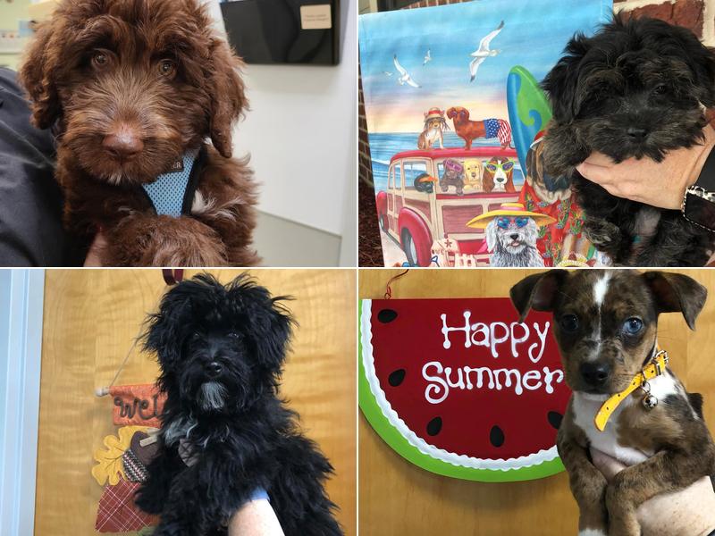 DeVun Veterinary Medical Hospital