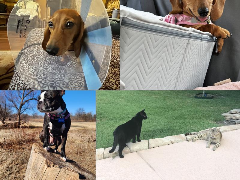 Abita Veterinary Practice