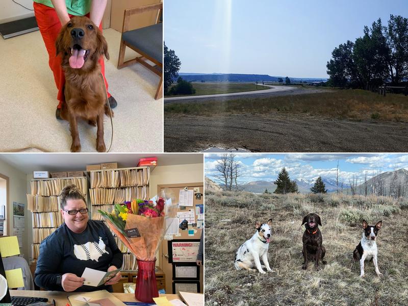 All Creatures Veterinary Service, Inc