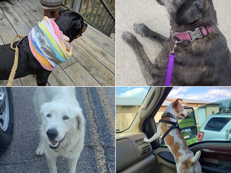 Marshfield Veterinary Clinic