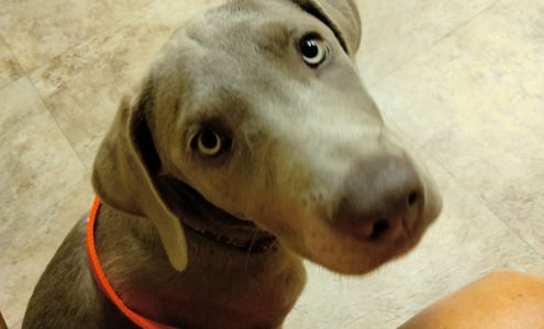 Tender Heart Animal Clinic Rogersville