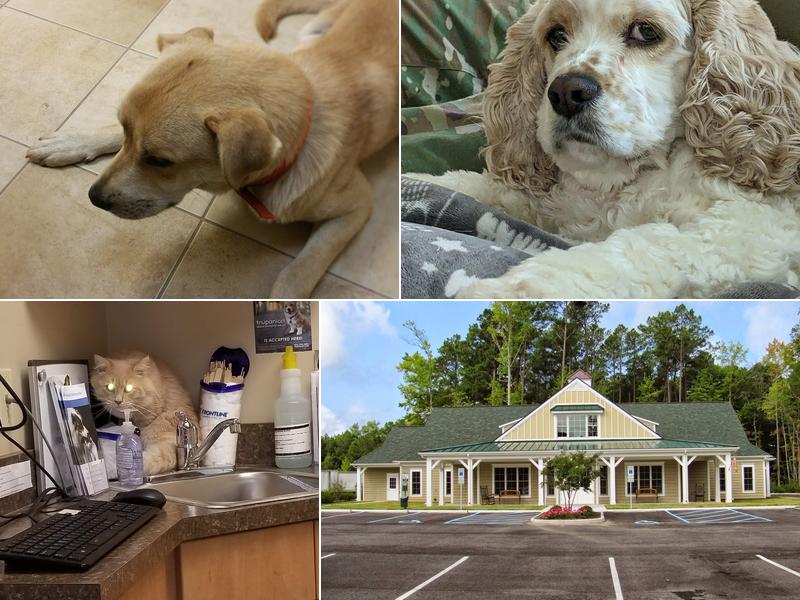 Animal Care of Gloucester