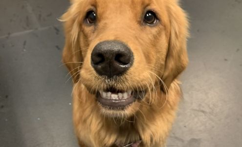 Animal Health Care Associates Ltd: Ross Janet M DVM West Tisbury