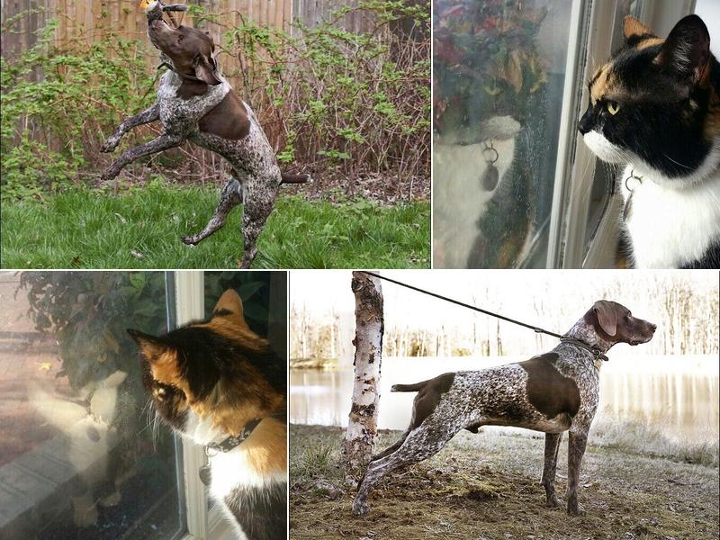 Benson Animal Hospital: Benson Randall C DVM