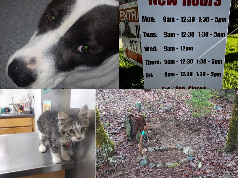 Dr Joe's Pet Hospital