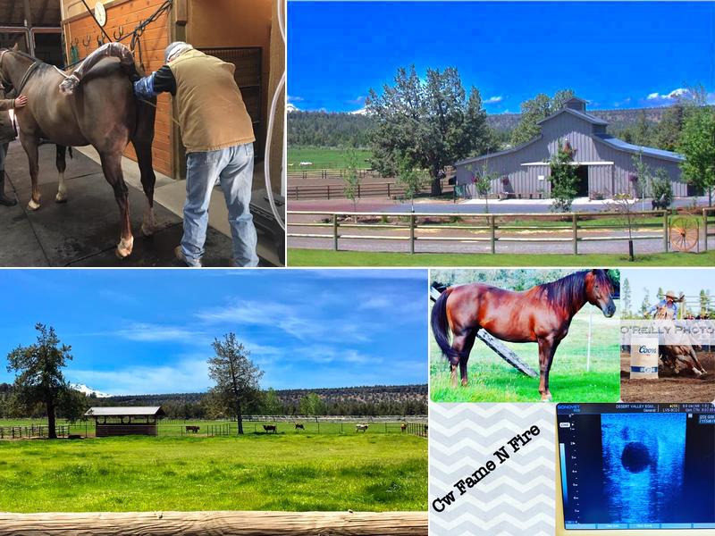 Desert Valley Equine Center